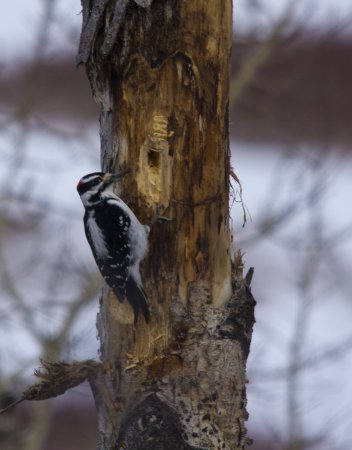Photo (19): Hairy Woodpecker