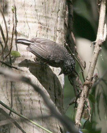 Photo (4): White-barred Piculet