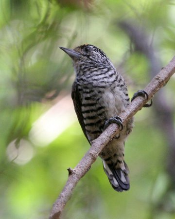 Photo (2): White-barred Piculet