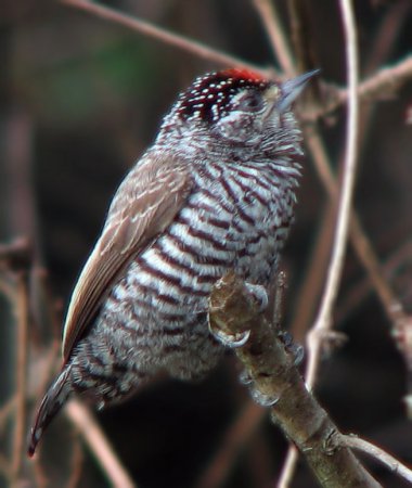 Photo (1): White-barred Piculet