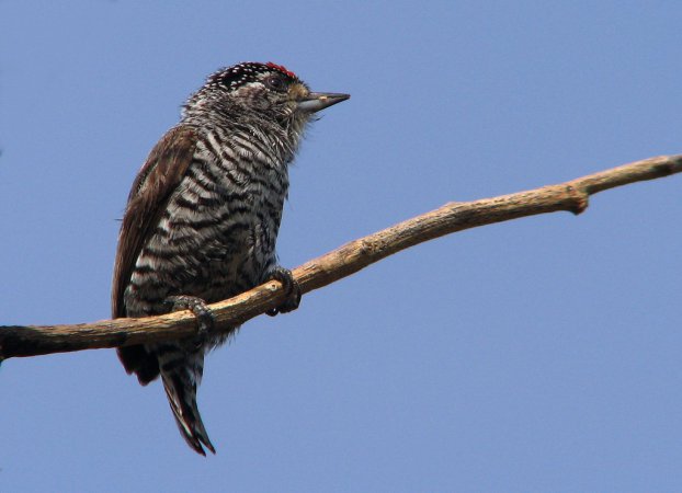 Photo (3): White-barred Piculet