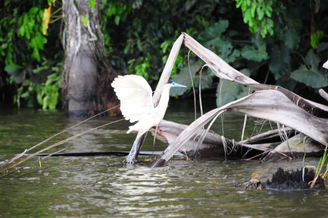 Photo (4): Capped Heron