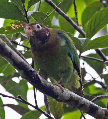 Photo (3): Brown-hooded Parrot