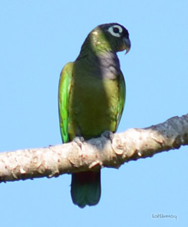 Photo (1): Scaly-headed Parrot