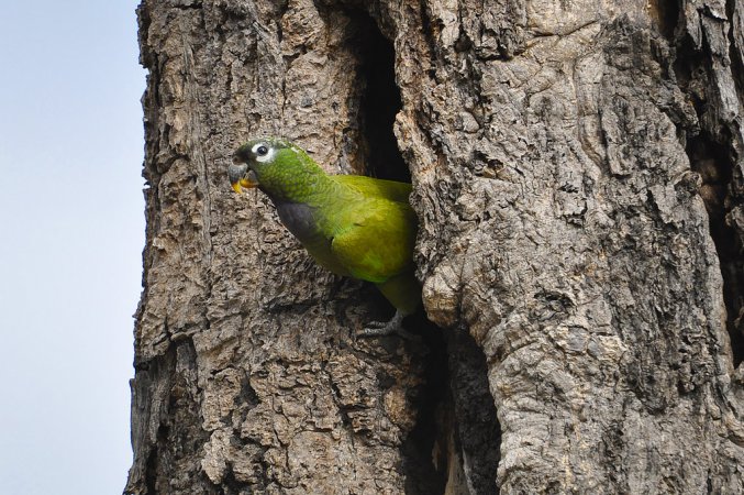 Photo (2): Scaly-headed Parrot