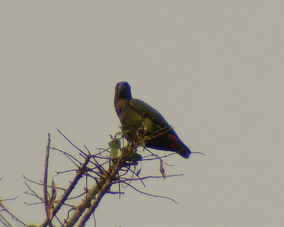 Photo (9): Blue-headed Parrot