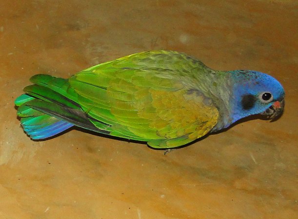 Photo (1): Blue-headed Parrot