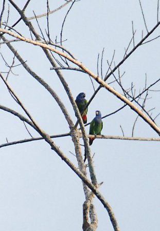 Photo (5): Blue-headed Parrot