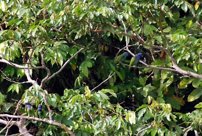 Photo (7): Blue-headed Parrot