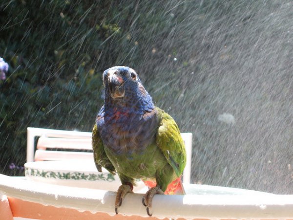 Photo (6): Blue-headed Parrot