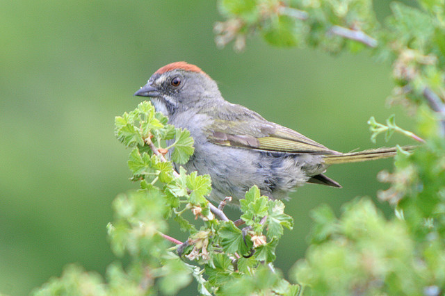 Photo (25): Green-tailed Towhee