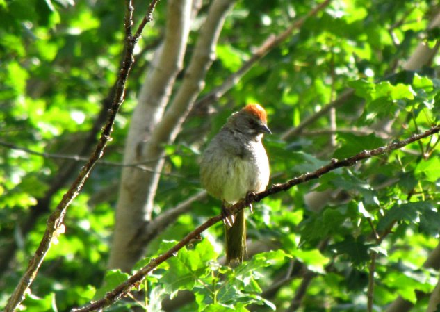 Photo (19): Green-tailed Towhee