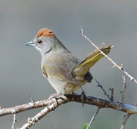 Photo (9): Green-tailed Towhee