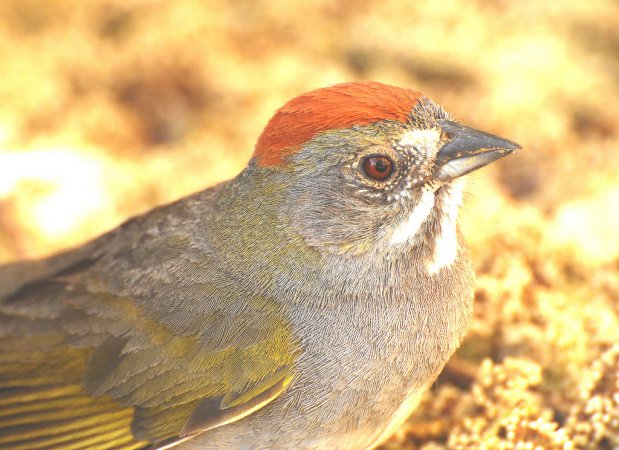 Photo (21): Green-tailed Towhee