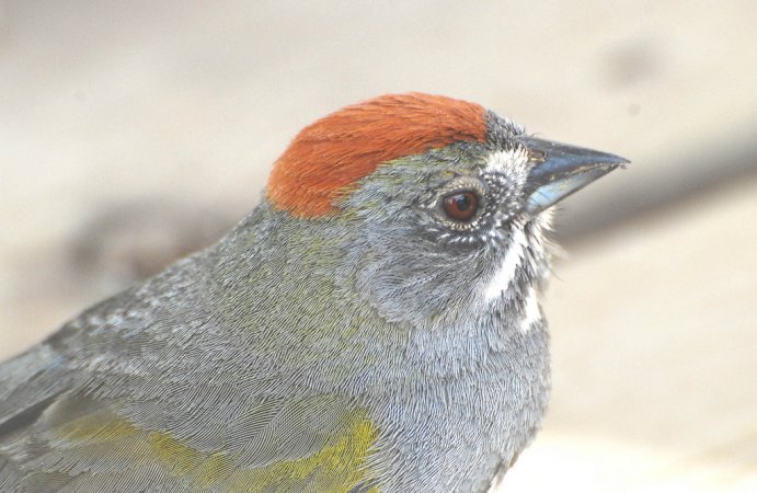 Photo (14): Green-tailed Towhee