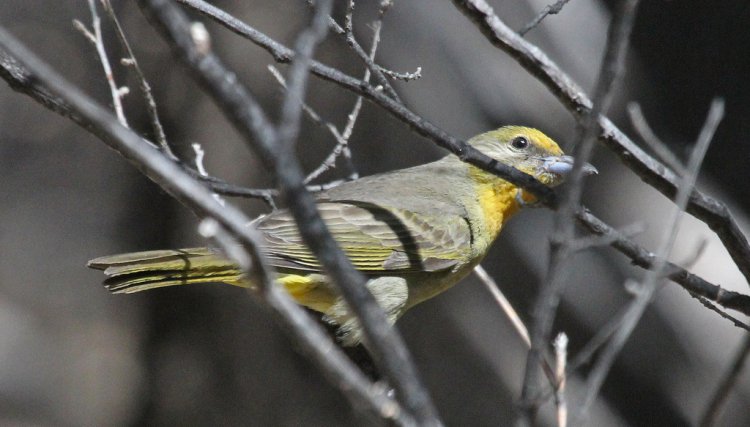 Photo (23): Hepatic Tanager