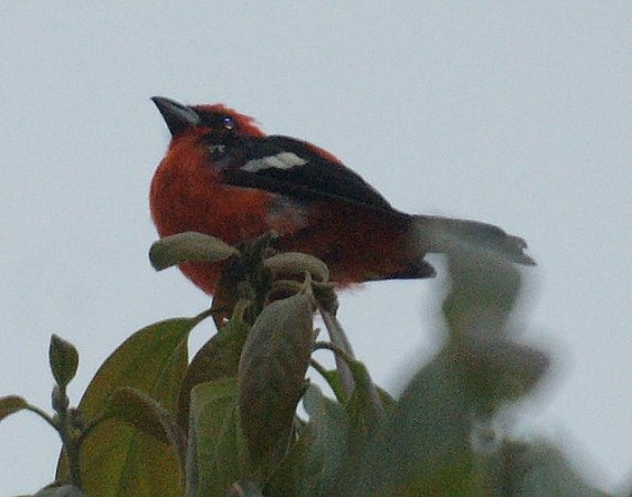 Photo (2): White-winged Tanager