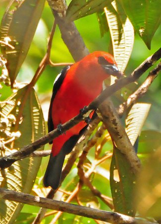 Photo (4): White-winged Tanager