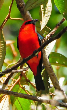Photo (3): White-winged Tanager