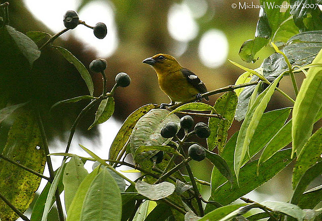 Photo (5): White-winged Tanager