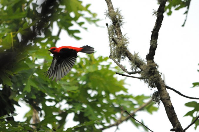 Photo (19): Scarlet Tanager