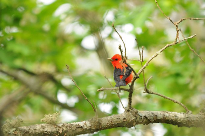 Photo (23): Scarlet Tanager