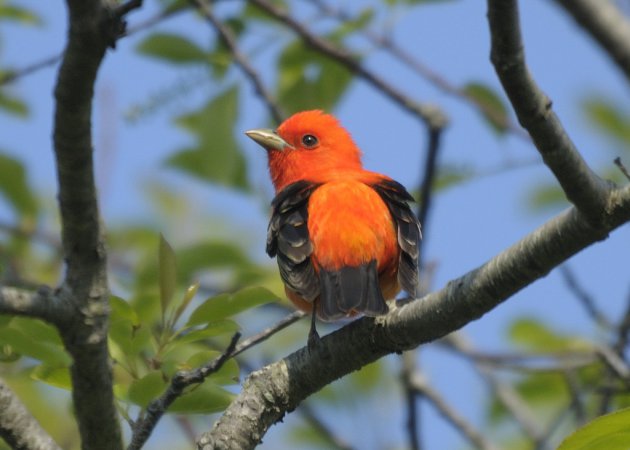 Photo (13): Scarlet Tanager