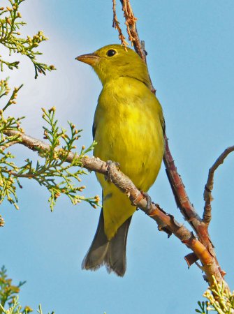 Photo (10): Scarlet Tanager