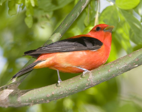 Photo (14): Scarlet Tanager