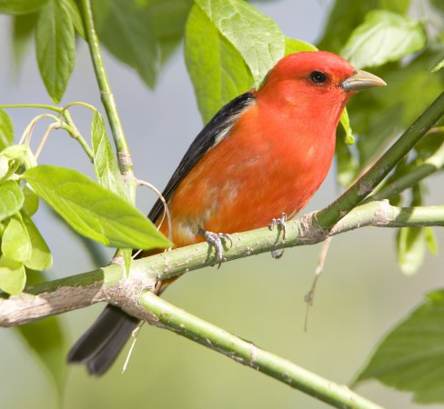 Photo (7): Scarlet Tanager