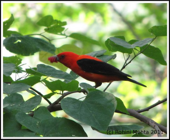 Photo (21): Scarlet Tanager