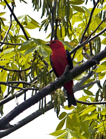 Photo (20): Scarlet Tanager