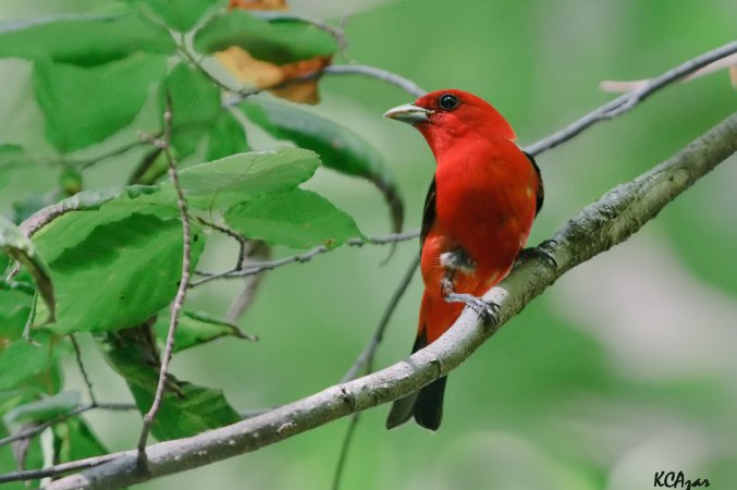 Photo (3): Scarlet Tanager