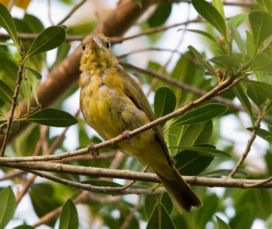 Photo (6): Summer Tanager