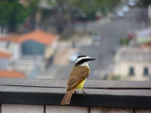 Photo (7): Great Kiskadee