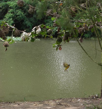 Photo (21): Village Weaver