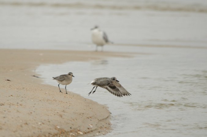 Photo (13): Black-bellied Plover