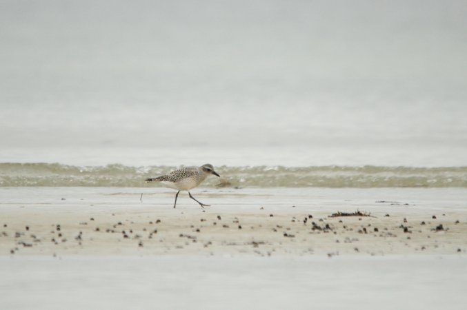 Photo (15): Black-bellied Plover