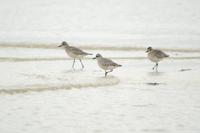 Photo (14): Black-bellied Plover