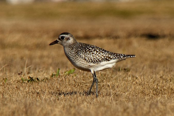 Photo (11): Black-bellied Plover