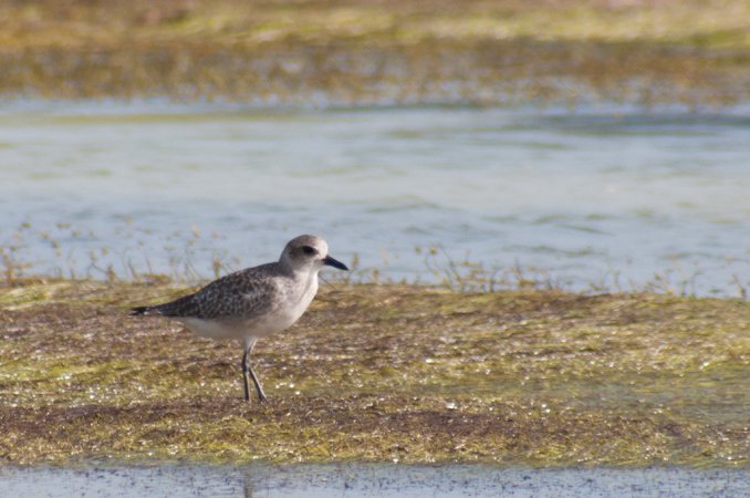 Photo (18): Black-bellied Plover