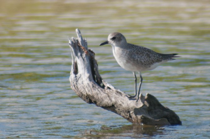 Photo (20): Black-bellied Plover