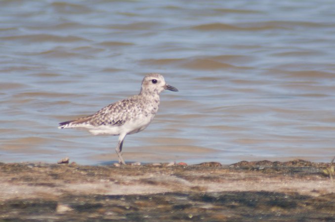 Photo (9): Black-bellied Plover