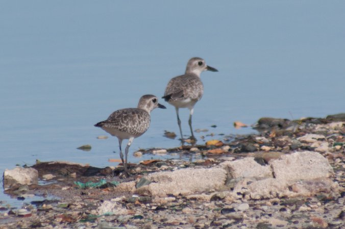 Photo (8): Black-bellied Plover