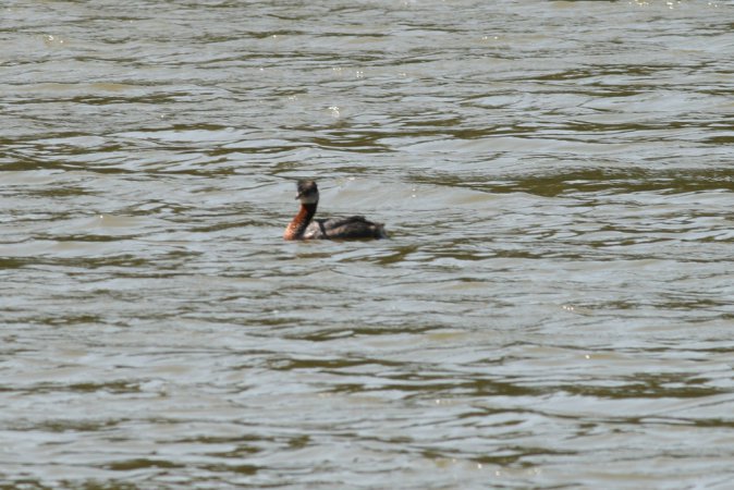 Photo (11): Red-necked Grebe