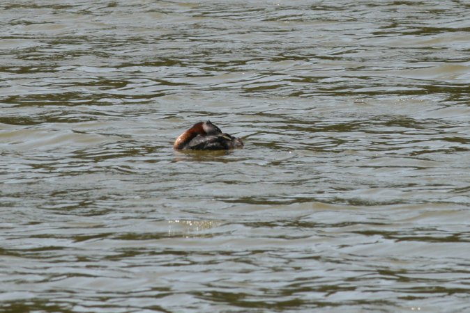 Photo (16): Red-necked Grebe