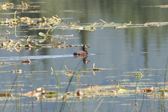 Photo (18): Red-necked Grebe