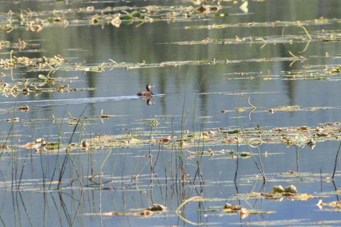 Photo (15): Red-necked Grebe
