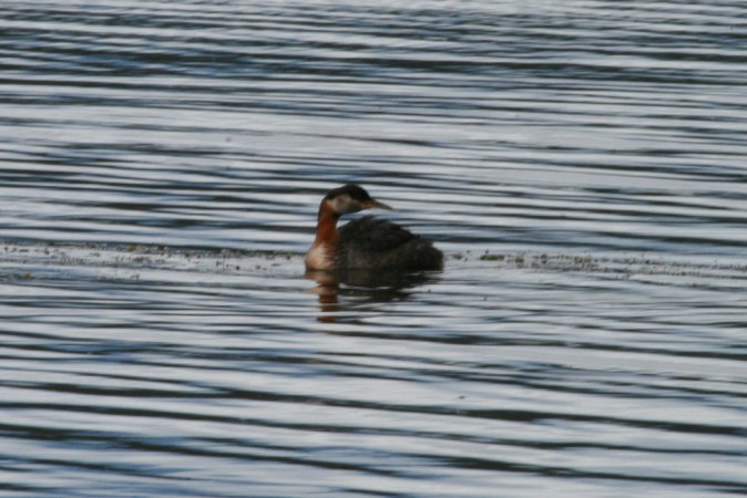 Photo (13): Red-necked Grebe
