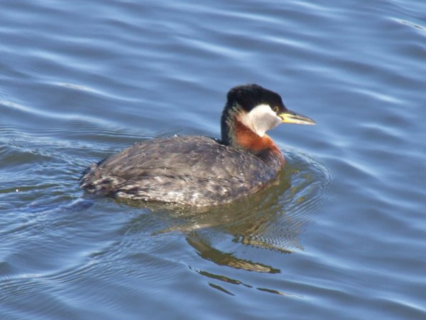 Photo (7): Red-necked Grebe